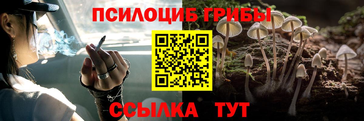 Псилоцибиновые грибы Psilocybe Сосновоборск